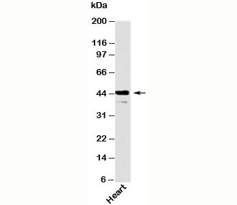 Als2Cr2 Antibody