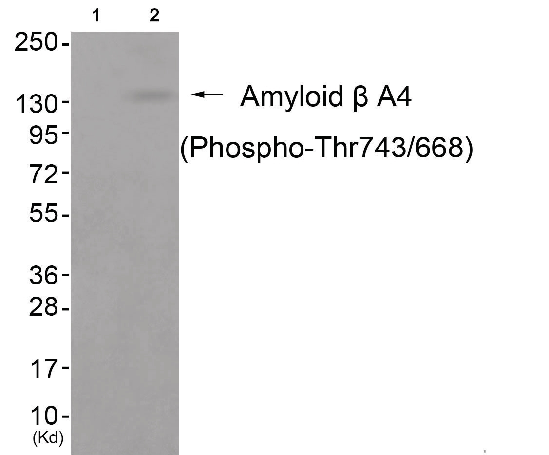 Amyloid beta A4 (phospho Thr743/668) Antibody