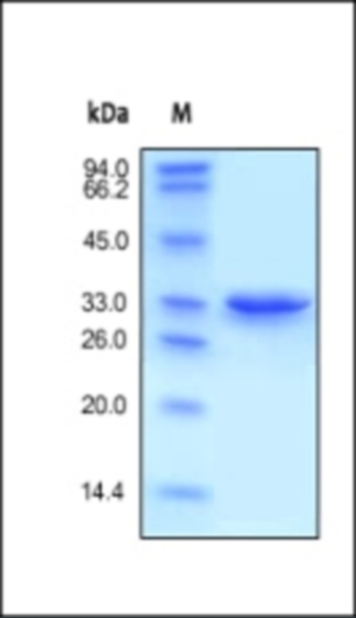 Annexin A5 Recombinant Protein