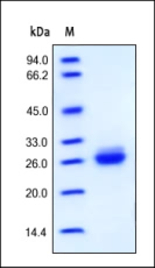 Apo A1 Recombinant Protein