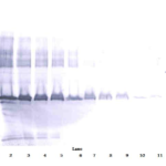 To detect hApoE3 by Western Blot analysis this antibody can be used at a concentration of 0.1 - 0.2 ug/ml. Used in conjunction with compatible secondary reagents the detection limit for recombinant hApoE3 is 1.5 - 3.0 ng/lane, under either reducing or non-reducing conditions.