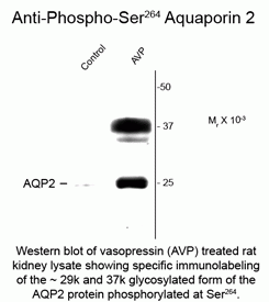 Aquaporin 2 (phospho Ser264) Antibody