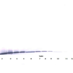 To detect hArtemin by Western Blot analysis this antibody can be used at a concentration of 0.1 - 0.2 ug/ml. Used in conjunction with compatible secondary reagents the detection limit for recombinant hArtemin is 1.5 - 3.0 ng/lane, under either reducing or non-reducing conditions.