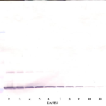 To detect hArtemin by Western Blot analysis this antibody can be used at a concentration of 0.1 - 0.2 ug/ml. Used in conjunction with compatible secondary reagents the detection limit for recombinant hArtemin is 1.5 - 3.0 ng/lane, under either reducing or non-reducing conditions.