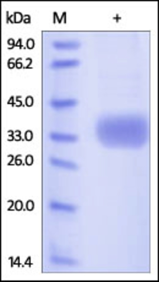 Azurocidin Recombinant Protein