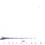 To detect Human -beta-NGF by Western Blot analysis this antibody can be used at a concentration of 0.1-0.2 ug/ml. When used in conjunction with compatible secondary reagents, the detection limit for recombinant Human -beta-NGF is 1.5-3.0 ng/lane, under either reducing or non-reducing conditions.