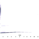 To detect Human -beta-NGF by Western Blot analysis this antibody can be used at a concentration of 0.1-0.2 ug/ml. When used in conjunction with compatible secondary reagents, the detection limit for recombinant Human -beta-NGF is 1.5-3.0 ng/lane, under either reducing or non-reducing conditions.