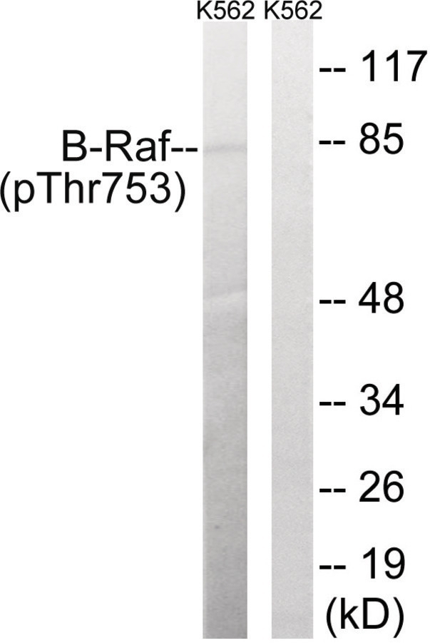 B-Raf (phospho Thr753) Antibody