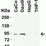 <strong>Figure 3 Western Blot Validation in Human Cell Lines</strong><br>Loading: 15 μg of lysates per lane.Antibodies: B-raf 5777, (0.5 μg/mL), 1h incubation at RT in 5% NFDM/TBST.Secondary: Goat anti-rabbit IgG HRP conjugate at 1:10000 dilution.