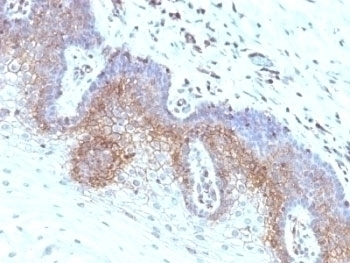 B2M Antibody [SPM617]