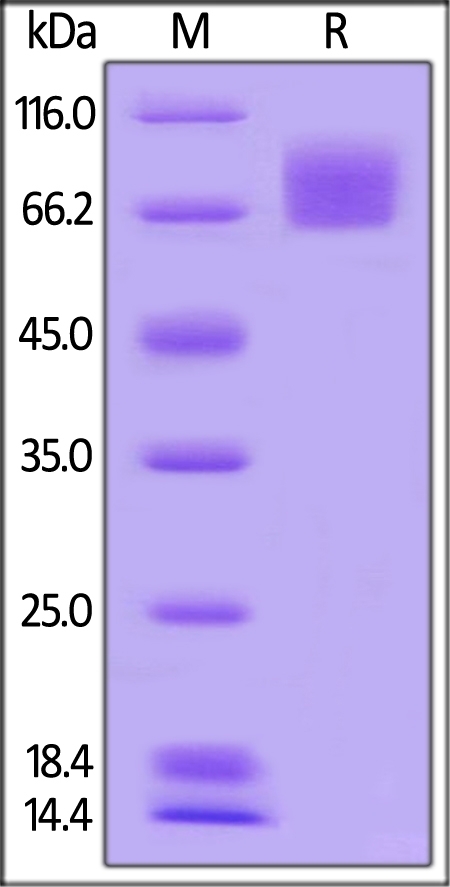 B7-1 / CD80 Recombinant Protein