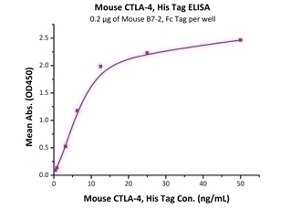 B7-2 Recombinant Protein