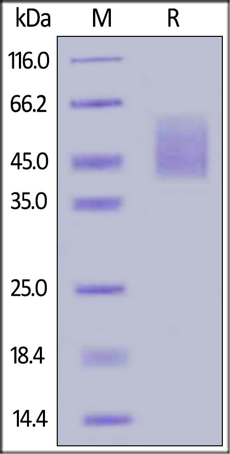 B7-H2 / ICOSLG Recombinant Protein