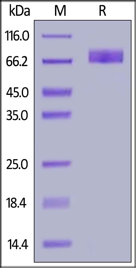 B7-H2 / ICOSLG Recombinant Protein