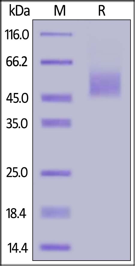 B7-H2 / ICOSLG Recombinant Protein