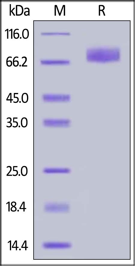 B7-H2 / ICOSLG Recombinant Protein