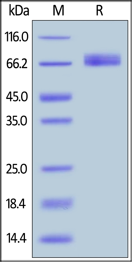 B7-H2 / ICOSLG Recombinant Protein