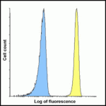 Flow cytometry analysis of B7-H3 in HEK293 cells using B7-H3 antibody at 1 μg/ml. Blue: untransfected HEK293 cells. Yellow: B7-H3 over expressing HEK293 cells.