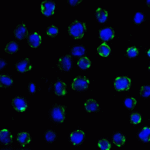 Immunofluorescence of B7-H3 in HEK293 cells using B7-H3 Antibody at 5 μg/ml.<br><br>Green: B7-H3 Antibody [10G6] (RF16095) <br> Blue: DAPI staining