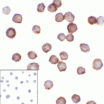 Immunocytochemistry of B7-H3 in HEK293 cells using B7-H3 antibody and control mouse IgG antibody (left corner box) at 1 μg/ml.