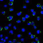 Immunofluorescence of B7-H3 in HEK293 cells using B7-H3 Antibody at 5 μg/ml.<br><br>Green: B7-H3 Antibody [2A7] (RF16092) <br> Blue: DAPI staining