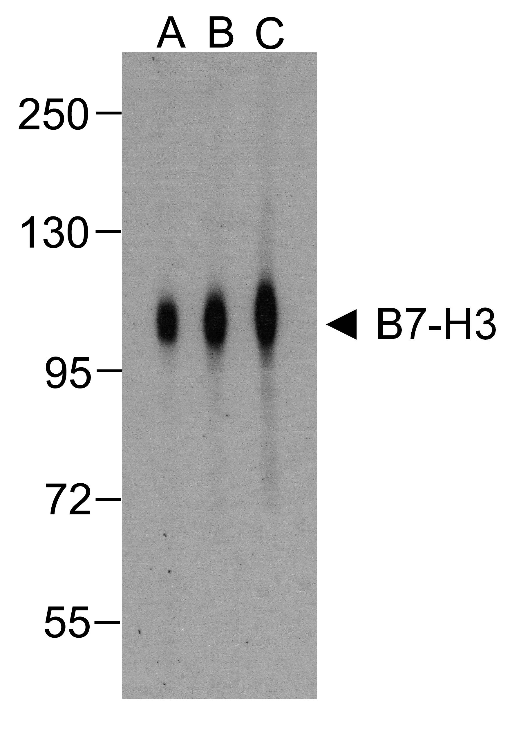 B7H3 Antibody [2A7]