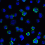 Immunofluorescence of B7-H3 in HEK293 cells using B7-H3 Antibody at 5 μg/ml.<br><br>Green: B7-H3 Antibody [2H5] (RF16091) <br> Blue: DAPI staining