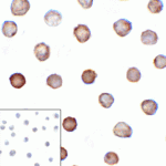 Immunocytochemistry of B7-H3 in HEK293 cells using B7-H3 antibody and control mouse IgG antibody (left corner box) at 1 μg/ml.