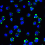 Immunofluorescence of B7-H3 in HEK293 cells using B7-H3 Antibody at 5 μg/ml.<br><br>Green: B7-H3 Antibody [4H3] (RF16093) <br> Blue: DAPI staining