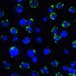 Immunofluorescence of B7-H3 in HEK293 cells using B7-H3 Antibody at 5 μg/ml.<br><br>Green: B7-H3 Antibody [7B3] (RF16094) <br> Blue: DAPI staining