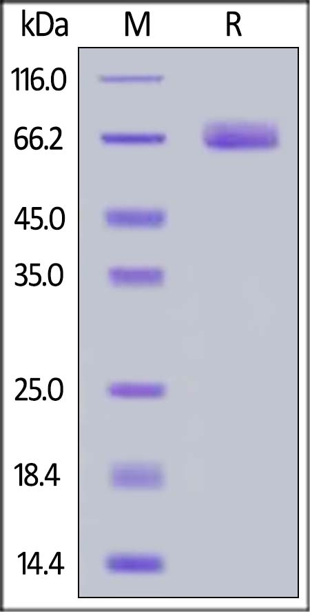 B7-H3 / CD276 Recombinant Protein