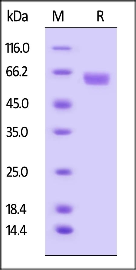 B7-H3 Recombinant Protein