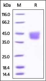 B7-H3 Recombinant Protein