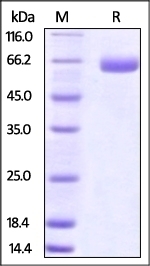 B7-H3 Recombinant Protein