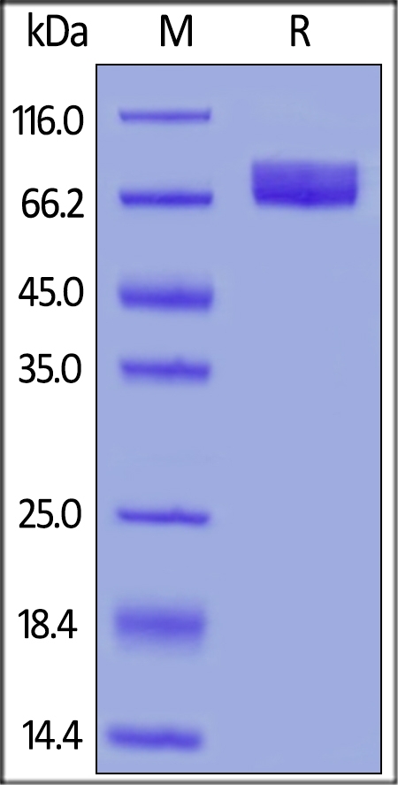 B7-H4 Recombinant Protein