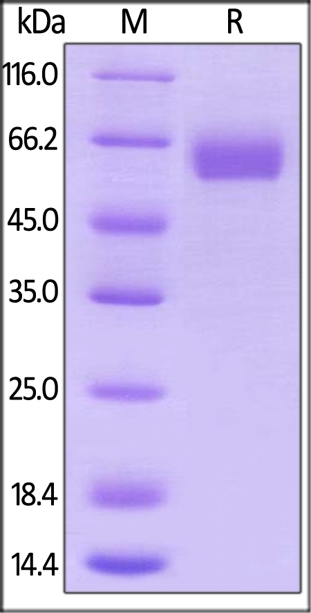 B7-H5 / Gi24 / VISTA Recombinant Protein