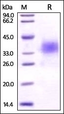 B7-H5 Recombinant Protein
