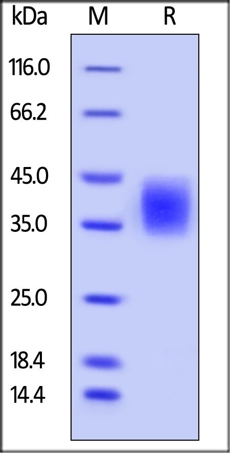 B7-H5 Recombinant Protein