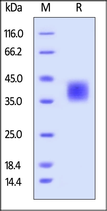 B7-H5 Recombinant Protein