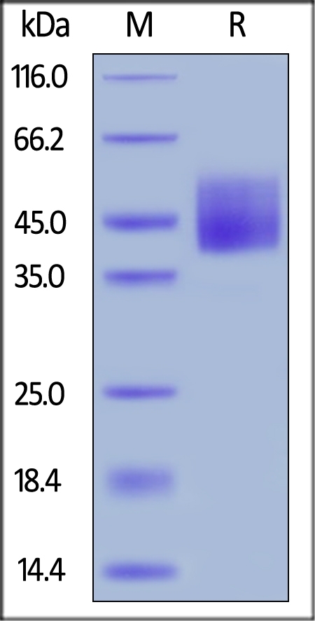 B7-H6 / NCR3LG1 Recombinant Protein