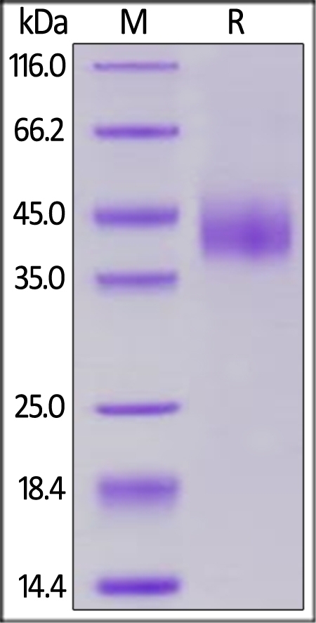 B7-H6 / NCR3LG1 Recombinant Protein