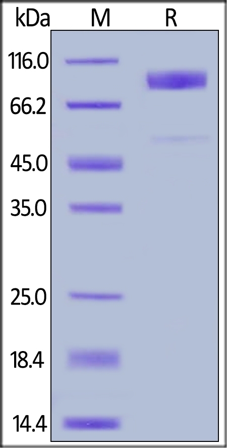 B7-H7 / HHLA2 Recombinant Protein