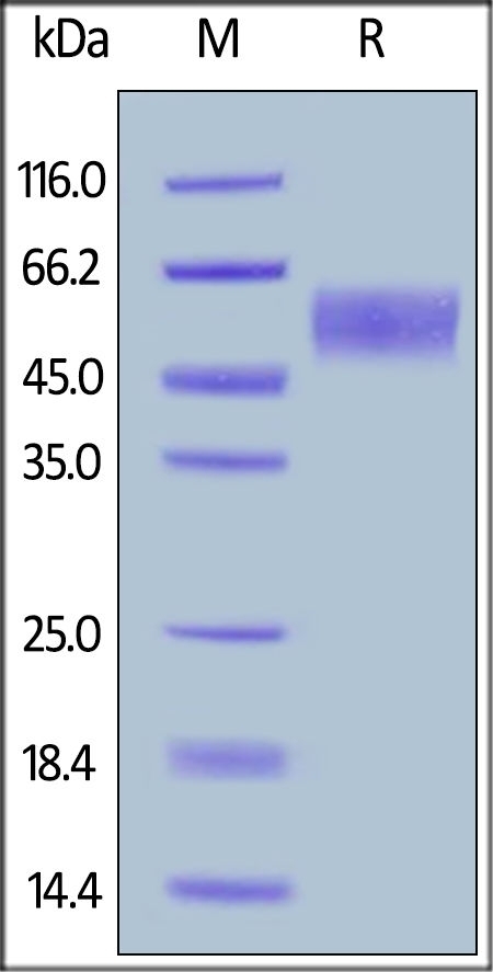 B7-H7 / HHLA2 Recombinant Protein