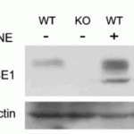 <strong>Figure 9 KO Validation of BACE in MEF Cells (Jo et al., 2010) </strong><br> Wildtype and BACE −/− MEFs were exposed to HNE (15_M) for 2 h. BACE1 levels were examined by Western blot with anti-BACE antibodies (2253).