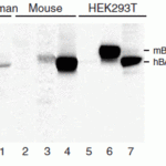 <strong>Figure 6 KO and Overexpression Validation of BACE in Human and Mouse Brain and 293 Cells. (Singer et al., 2005) </strong><br>Western blot analysis of the BACE1 (2253) antibody's ability to recognize human and murine BACE1. The BACE1 antibody recognized both the mouse and human forms of BACE1. Lanes 1–4 are frontal cortex homogenates from human and mouse brains. Lane 1 is from a neurologically unimpaired aged human control case, lane 2 from a BACE1-deficient mouse, lane 3 from a nontransgenic mouse and lane 4 from hBACE1 transgenic mouse. Lanes 5–7 are lysates from HEK293T cells transfected with a plasmid vector expressing eGFP, mBACE1 and hBACE1, respectively.