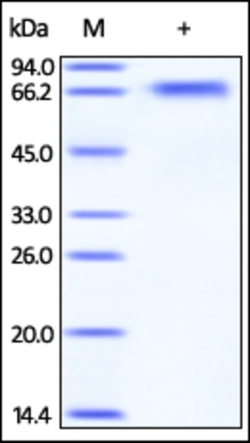 BACE1 Recombinant Protein