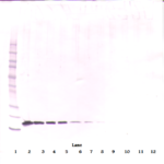 To detect hBAFF by Western Blot analysis this antibody can be used at a concentration of 0.20-0.40 ug/ml. Used in conjunction with compatible secondary reagents the detection limit for recombinant hBAFF is 2.0-4.0 ng/lane, under non-reducing conditions.
