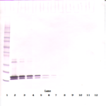 To detect hBAFF by Western Blot analysis this antibody can be used at a concentration of 0.20-0.40 ug/ml. Used in conjunction with compatible secondary reagents the detection limit for recombinant hBAFF is 2.0-4.0 ng/lane, under non-reducing conditions.