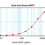 To detect hBAFF by sandwich ELISA (using 100 ul/well antibody solution) a concentration of 0.5 - 2.0 ug/ml of this antibody is required. This antigen affinity purified antibody, in conjunction with ProSci’s Biotinylated Anti-Human BAFF (XP-5105Bt) as a detection antibody, allows the detection of at least 0.2 - 0.4 ng/well of recombinant hBAFF.