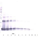 To detect hBAFF by Western Blot analysis this antibody can be used at a concentration of 0.1- 0.2 ug/ml. Used in conjunction with compatible secondary reagents the detection limit for recombinant hBAFF is 1.5-3.0 ng/lane, under either reducing or non-reducing conditions.